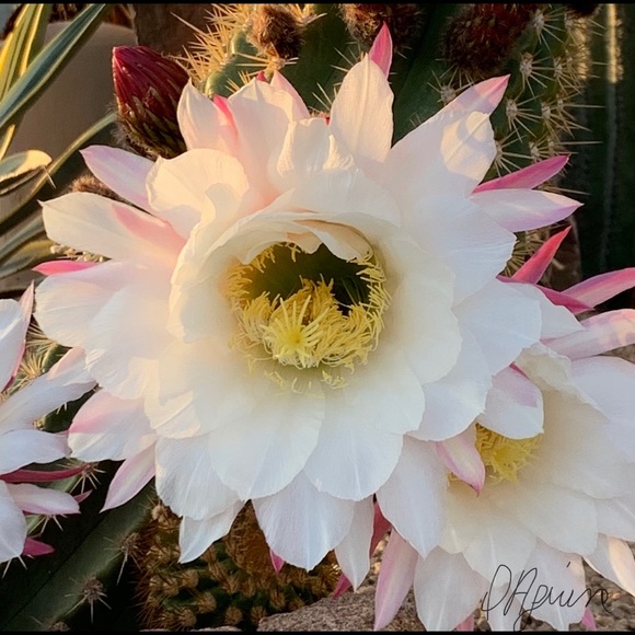 Meet your Posher, Denise - Picture 13 of 14